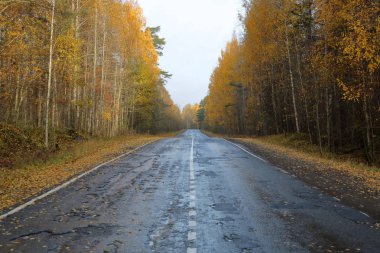 Rusya'da erken sonbaharda güzel Karelya orman manzara