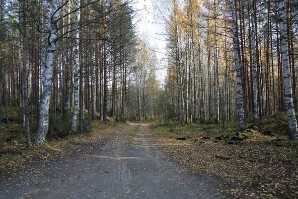 Hermoso Paisaje Forestal Karelia Principios Otoño Rusia — Foto de Stock