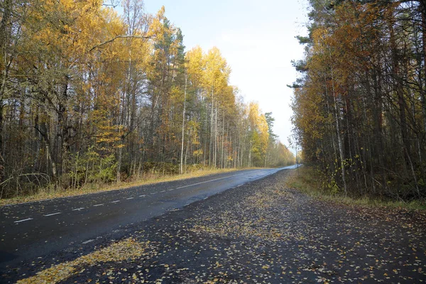Hermoso Paisaje Forestal Karelia Principios Otoño Rusia — Foto de Stock