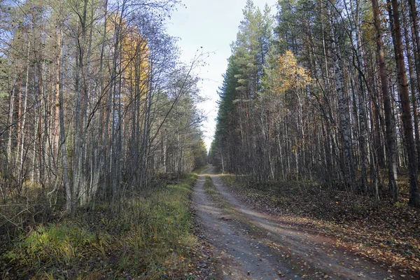 Frumos Peisaj Forestier Karelian Începutul Toamnei Rusia — Fotografie, imagine de stoc