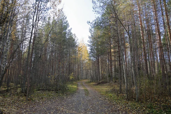 Vackra Karelska Skogslandskapet Början Hösten Ryssland — Stockfoto