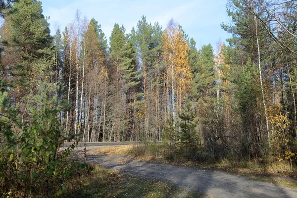 Hermoso Paisaje Forestal Karelia Principios Otoño Rusia —  Fotos de Stock