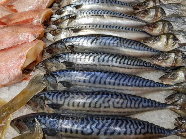 Много Свежей Сырой Рыбы Полке Магазина Льдом — стоковое фото