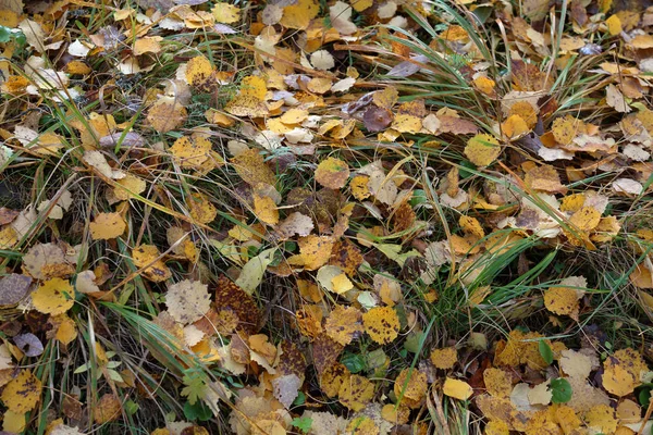 Pitoresk Düşen Yapraklar Sonbaharda Yere Yalan — Stok fotoğraf