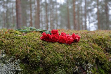 Moss ormandaki bir buket parlak kırmızı karanfiller yatıyor
