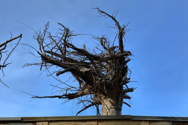 Große Getrocknete Baumwurzeln Als Dekoration Des Daches Gegen Den Blauen — Stockfoto