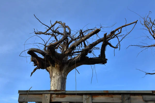 青空と屋根の装飾として大規模な乾燥された木の根 — ストック写真