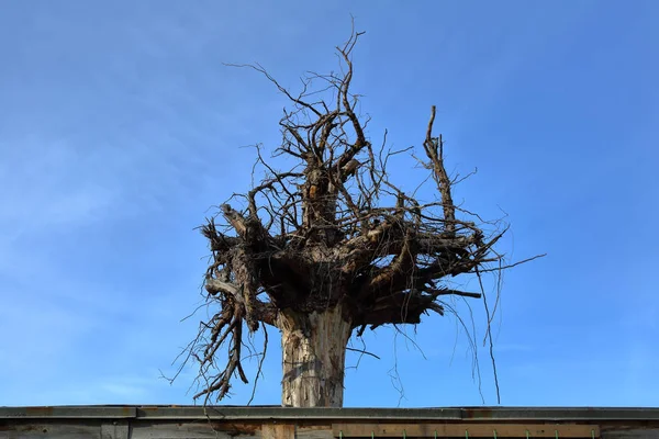 Large Dried Tree Roots Decoration Roof Blue Sky — Stock Photo, Image