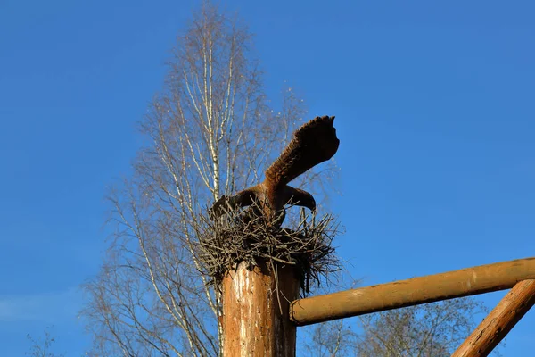 一只有宽阔翅膀的木鹰坐在杆子上的鸟巢里 — 图库照片