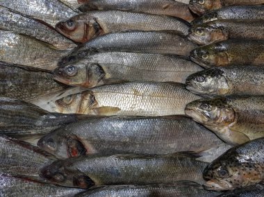 Bir sürü taze çiğ balık stok rafa buz ile