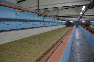 Taze malt kurutma için eski bir bira oda iç