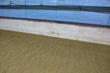 Taze malt kurutma için eski bir bira oda iç