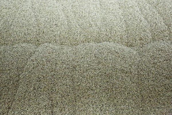 エレベーターの中で若いモルト種子表面に凹凸面 — ストック写真
