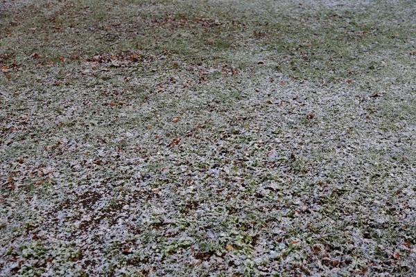 Césped Invierno Clima Frío Con Nieve Heladas —  Fotos de Stock