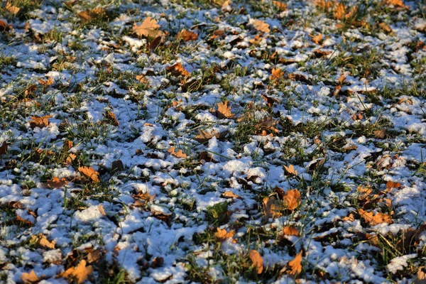 Césped Invierno Clima Frío Con Nieve Heladas — Foto de Stock