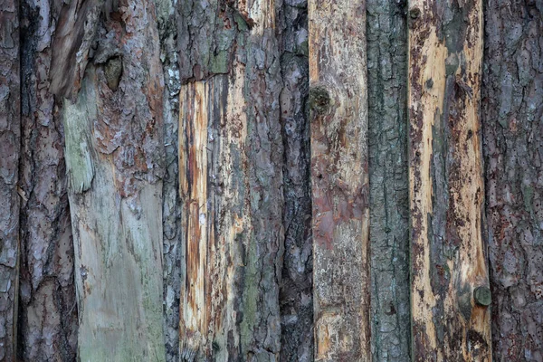 Textured Surface Bark Old Perennial Deciduous Tree — Stock Photo, Image