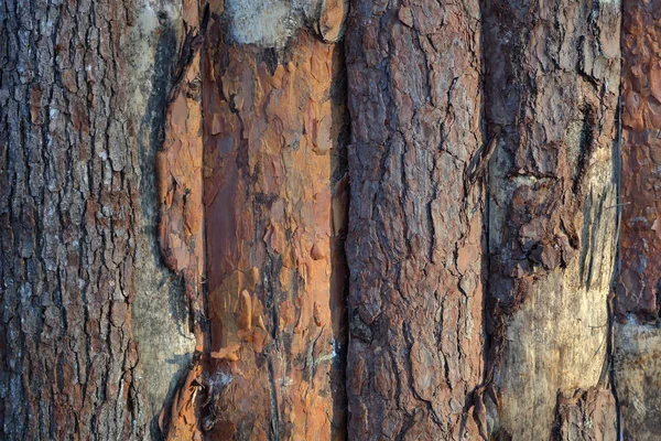 Textured Surface Bark Old Perennial Deciduous Tree — Stock Photo, Image