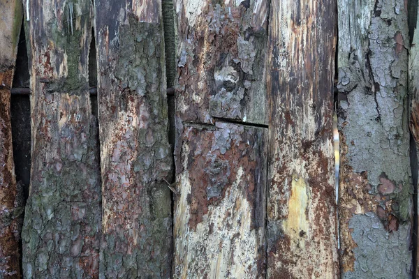 Textured Surface Bark Old Perennial Deciduous Tree — Stock Photo, Image