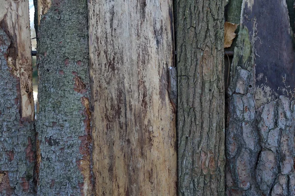 Den Teksturerede Overflade Barken Det Gamle Flerårige Løvtræ - Stock-foto