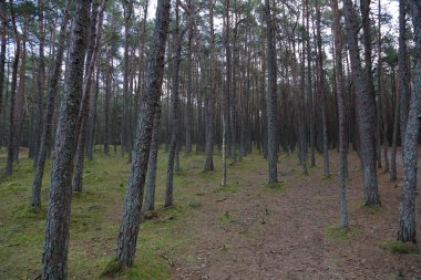 Güzel manzara dans ormanın Curonian Spit Ulusal Rezerv, Rusya Federasyonu