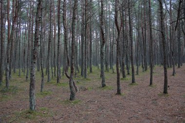 Güzel manzara dans ormanın Curonian Spit Ulusal Rezerv, Rusya Federasyonu