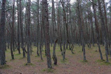 Güzel manzara dans ormanın Curonian Spit Ulusal Rezerv, Rusya Federasyonu