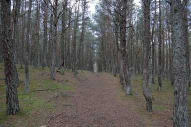 Güzel manzara dans ormanın Curonian Spit Ulusal Rezerv, Rusya Federasyonu