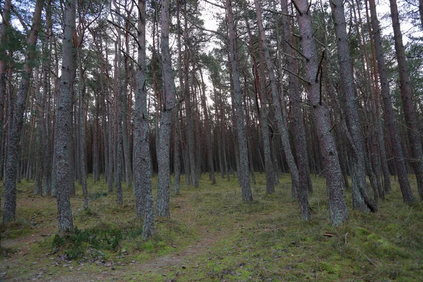 Prachtige Landschap Van Het Bos Dansen Koerse Spit Nationale Reserve — Stockfoto