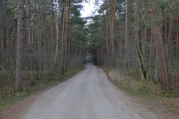 Bela Paisagem Floresta Dançante Reserva Nacional Cuspo Curoniano Rússia — Fotografia de Stock