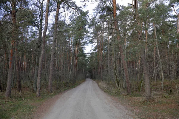 Güzel Manzara Dans Ormanın Curonian Spit Ulusal Rezerv Rusya Federasyonu — Stok fotoğraf