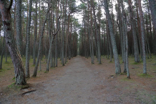 Bela Paisagem Floresta Dançante Reserva Nacional Cuspo Curoniano Rússia — Fotografia de Stock