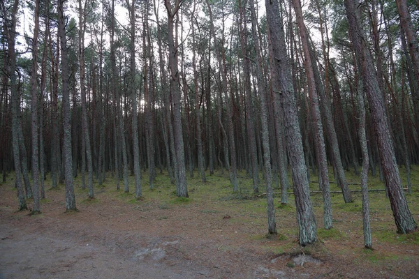 Prachtige Landschap Van Het Bos Dansen Koerse Spit Nationale Reserve — Stockfoto