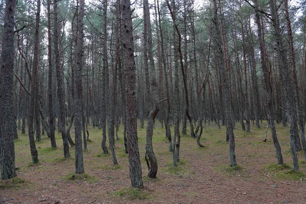 Güzel Manzara Dans Ormanın Curonian Spit Ulusal Rezerv Rusya Federasyonu — Stok fotoğraf