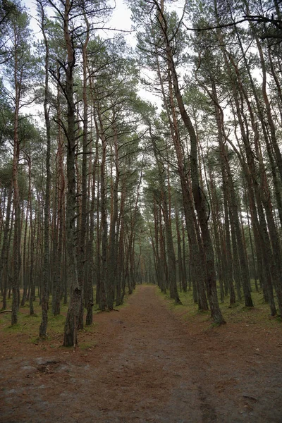 Prachtige Landschap Van Het Bos Dansen Koerse Spit Nationale Reserve — Stockfoto