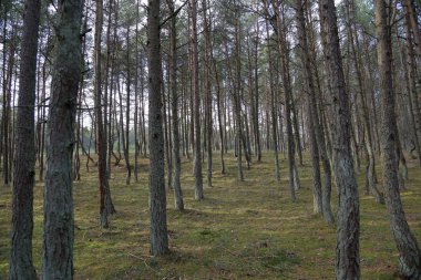 Güzel manzara dans ormanın Curonian Spit Ulusal Rezerv, Rusya Federasyonu