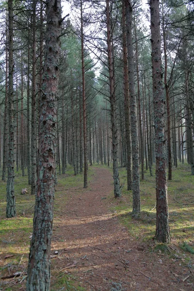 Prachtige Landschap Van Het Bos Dansen Koerse Spit Nationale Reserve — Stockfoto