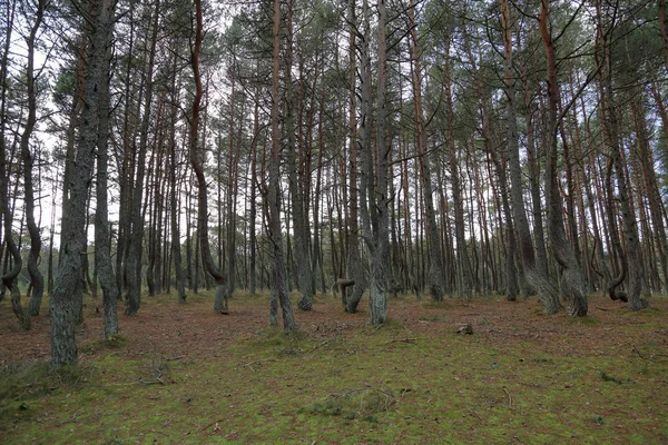 Güzel Manzara Dans Ormanın Curonian Spit Ulusal Rezerv Rusya Federasyonu — Stok fotoğraf