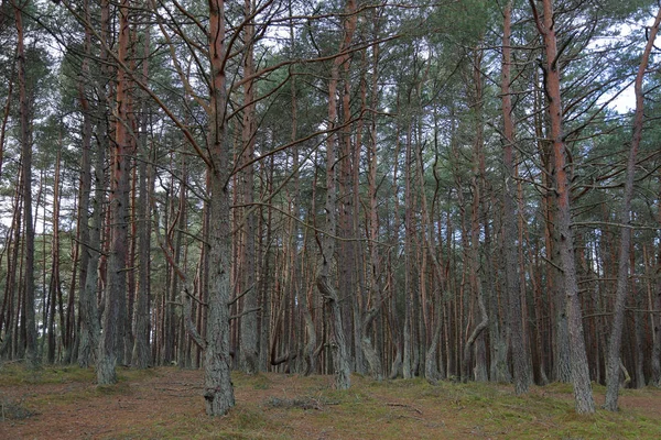 Hermoso Paisaje Del Bosque Danzante Reserva Nacional Escupida Curónica Rusia — Foto de Stock