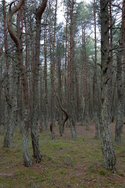 Güzel Manzara Dans Ormanın Curonian Spit Ulusal Rezerv Rusya Federasyonu — Stok fotoğraf