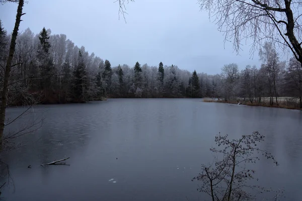 Fagyasztott Víz Felszínén Tél Elején Erdő — Stock Fotó