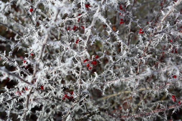 Bunte Gefrorene Beeren Auf Einem Zweig Mit Gemustertem Raureif Bedeckt — Stockfoto