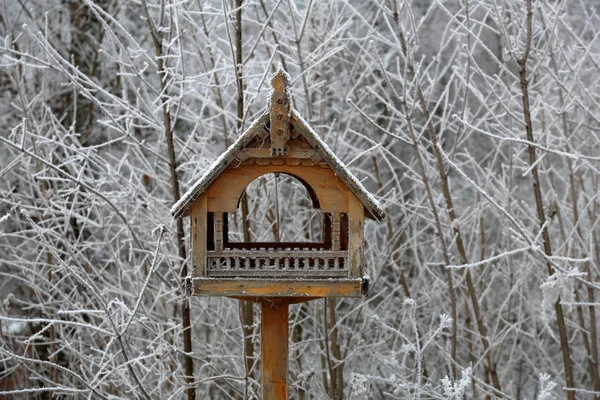Kuş Yuvası Besleyici Grubunu Kış Şehir Parkı — Stok fotoğraf