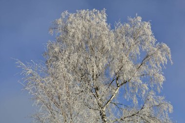 Güzel kış ağaçlar kar ve hoarfrost ile kaplı