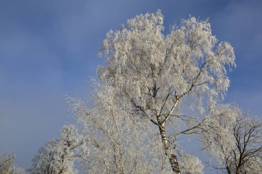 Güzel kış ağaçlar kar ve hoarfrost ile kaplı