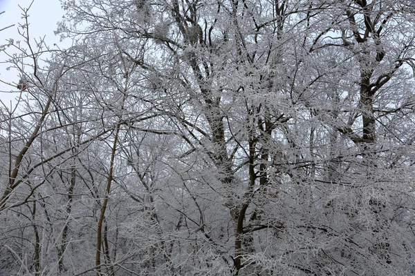 覆盖着雪和白霜的风景如画的冬季树木 — 图库照片