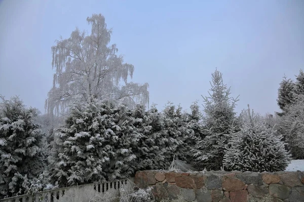 Pintorescos Árboles Invierno Cubiertos Nieve Heladas — Foto de Stock