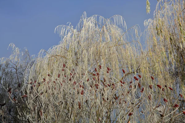 Een Pittoreske Winter Bomen Bedekt Met Sneeuw Rijm — Stockfoto