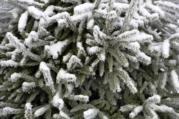 A picturesque winter plant covered with snow and hoarfrost