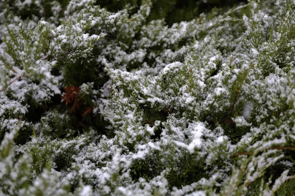 Una Pintoresca Planta Invierno Cubierta Nieve Heladas — Foto de Stock