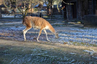 Kaliningrad, Rusya - 30 Kasım 2018: topraklarında Hayvanat Bahçesi. Modern Rusya'nın en büyük ve en eski hayvanat bahçelerinden biri. 1896 yılında kurulmuştur